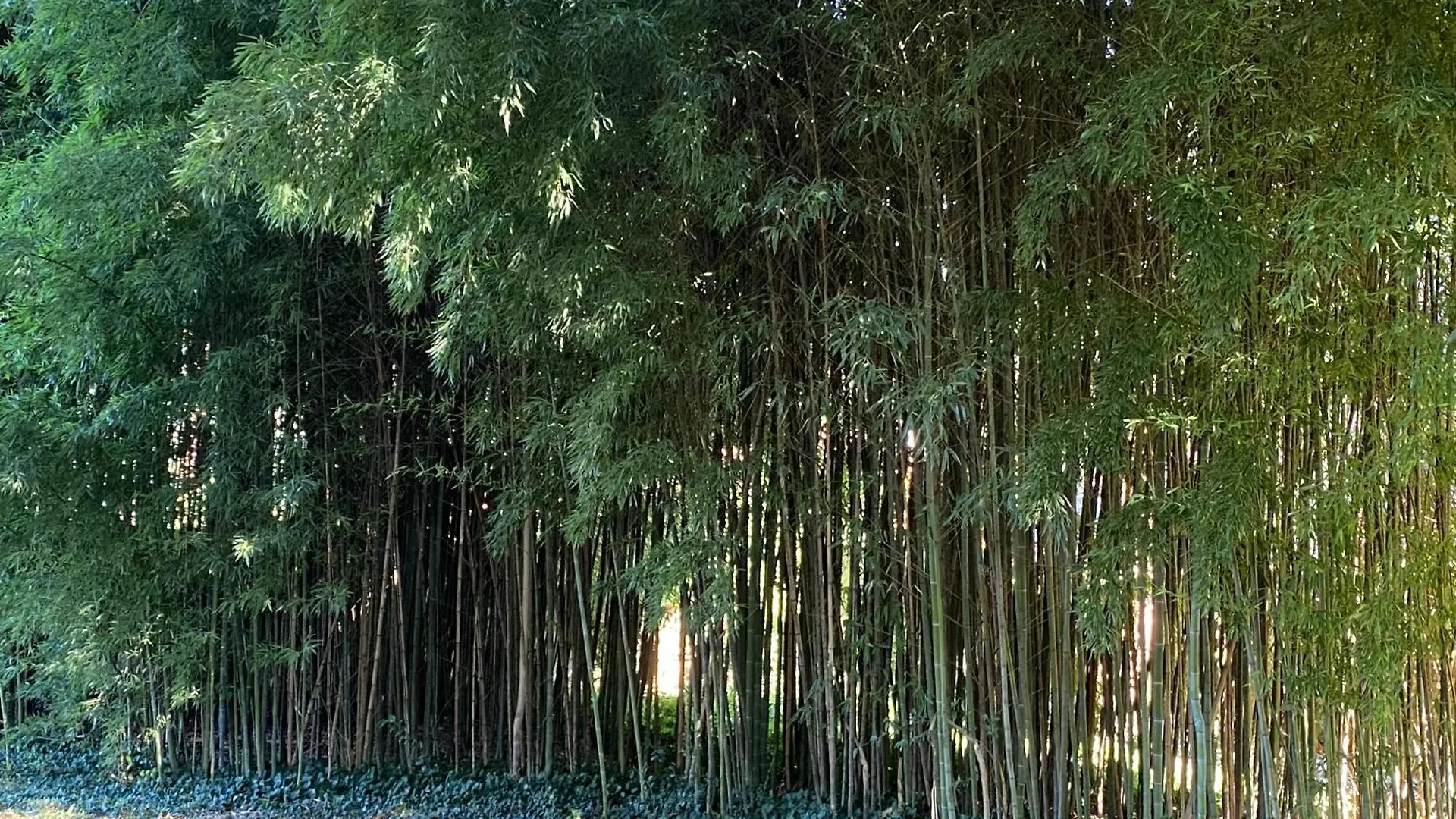 Il Patio Di Villa Carlotta Mozzo 0*,